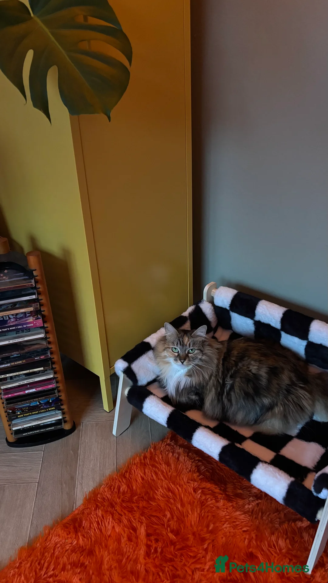 Mixed Breed cats for sale: Beautiful 3 year old long hair girl - Advert 3