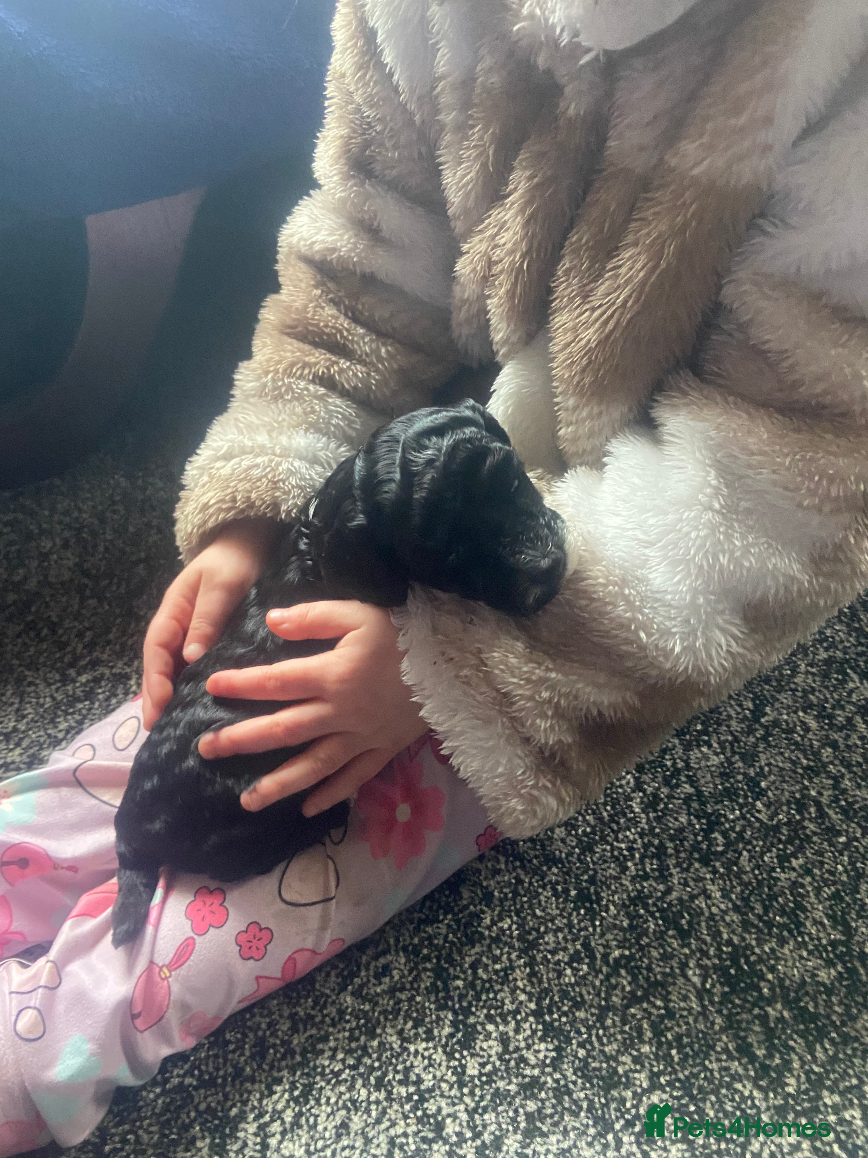 Cockapoo dogs F1B TOY COCKAPOOS - Advert 2