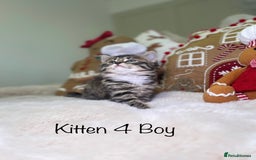 Mixed Breed cats for sale: Beautiful kittens 8 weeks old  - Advert 16