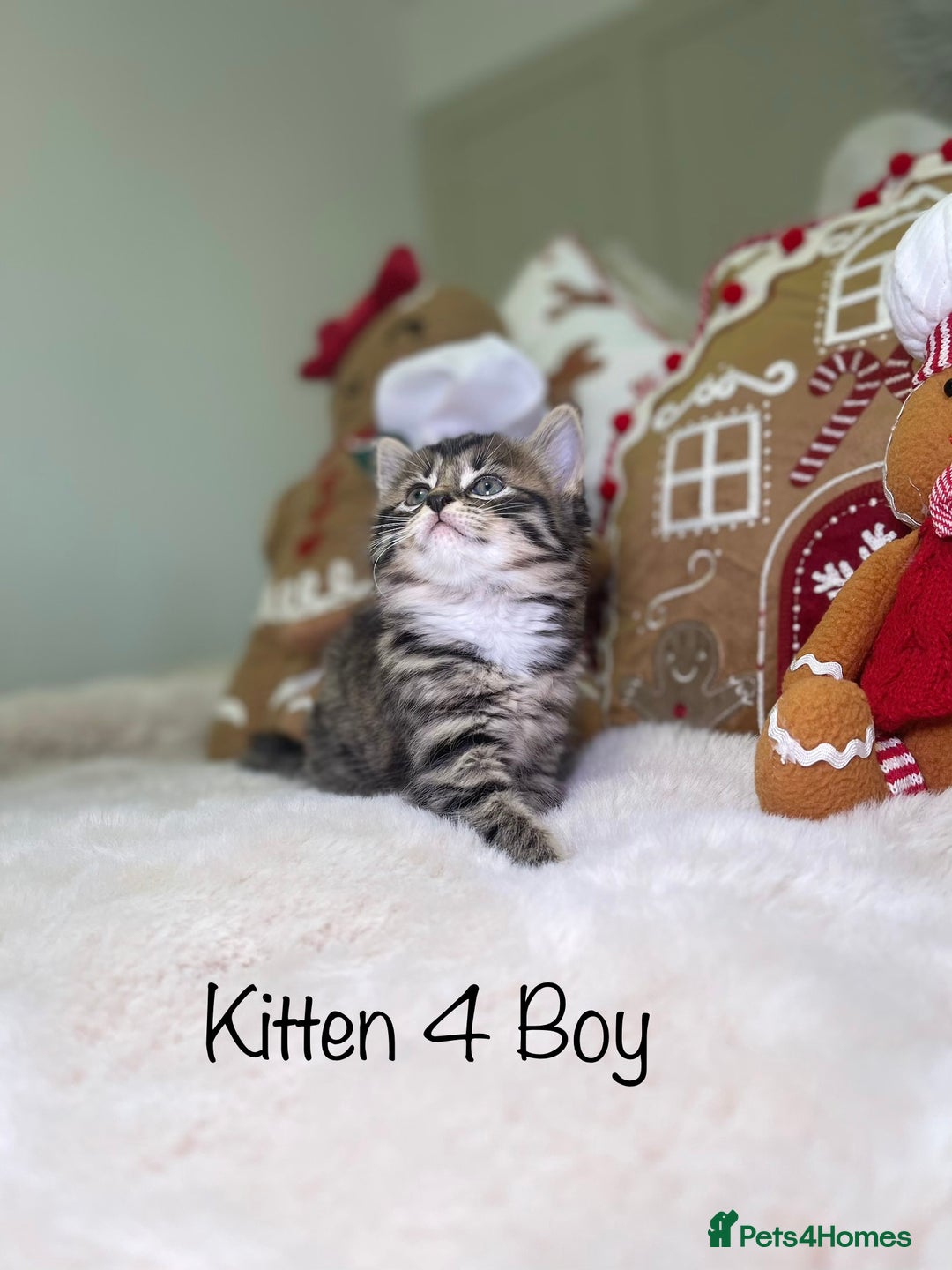 Mixed Breed cats for sale: Beautiful kittens 8 weeks old  - Advert 16