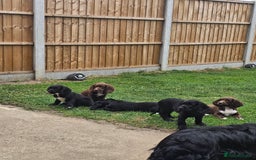 Sprocker dogs for sale: 2 black males !!! 😍 Beautifully marked sprocker! - Image 31