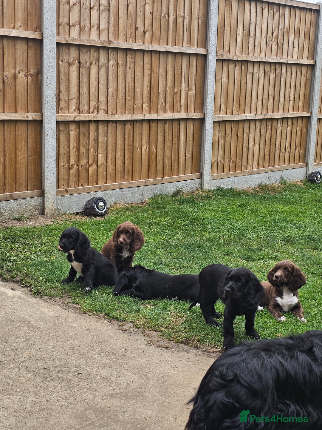 Sprocker dogs for sale: 2 black males !!! 😍 Beautifully marked sprocker! - Image 31