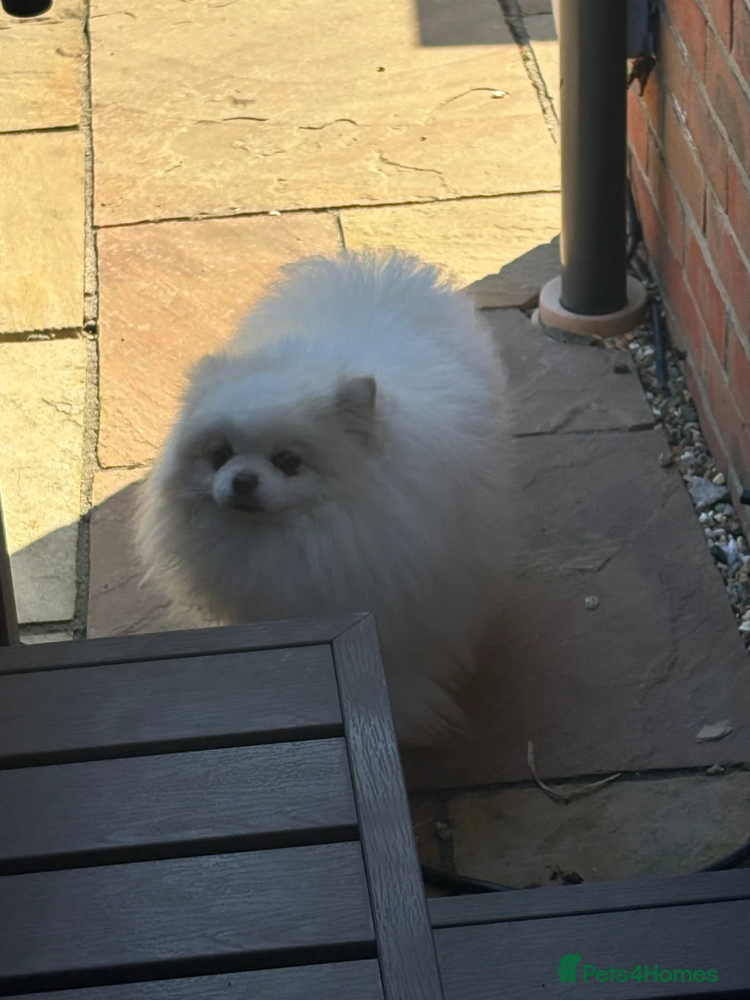Pomeranian dogs for sale: Pomeranian in Colchester - Advert 2