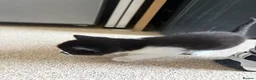 Domestic Shorthair cats for sale: Kittens forsale  - Advert 16