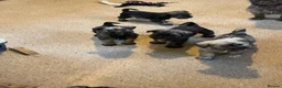 Mixed Breed dogs for sale: Wauzer pups for sale. - Advert 3