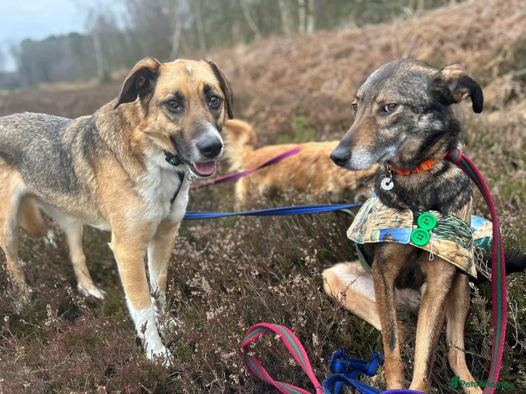 Mixed Breed dogs for adoption: Teddy - Norwich Norfolk  in Norwich - Image 13