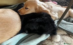 Cocker Spaniel dogs for sale: Gorgeous KC Working Cocker Spaniel Puppy Available - Image 27