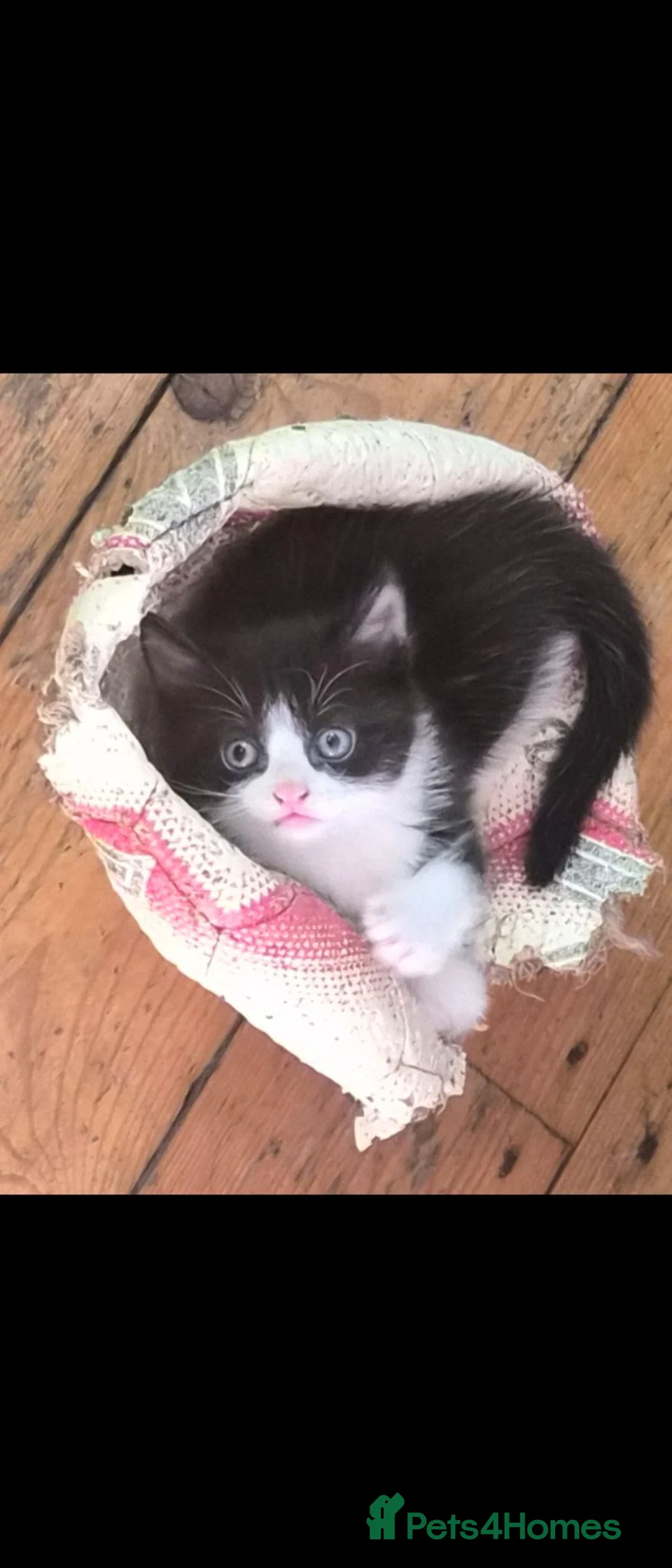 Mixed Breed cats for sale: Kittens for sale  - Advert 2