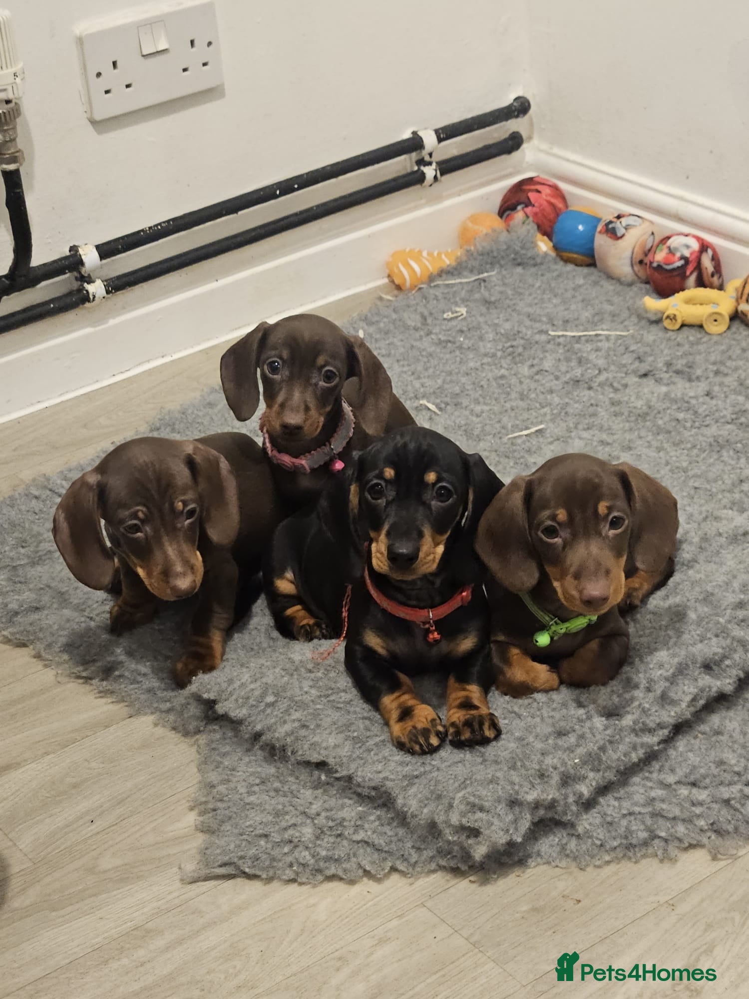 Miniature Dachshund dogs **READY TO GO** Miniature dachshund puppies  - Advert 12