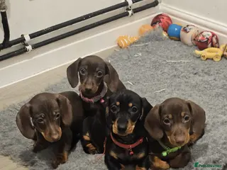 Miniature Dachshund dogs **READY TO GO** Miniature dachshund puppies - Advert 12