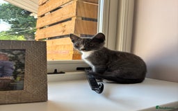 Domestic Shorthair cats for sale: COLIN - Gorgeous little boy kitten  - Image 3