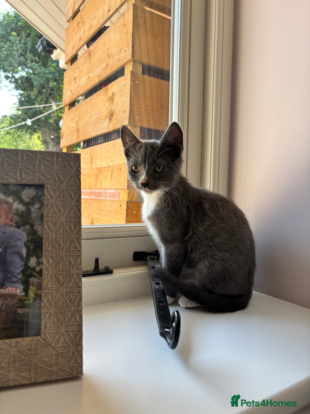 Domestic Shorthair cats for sale: COLIN - Gorgeous little boy kitten  - Image 3