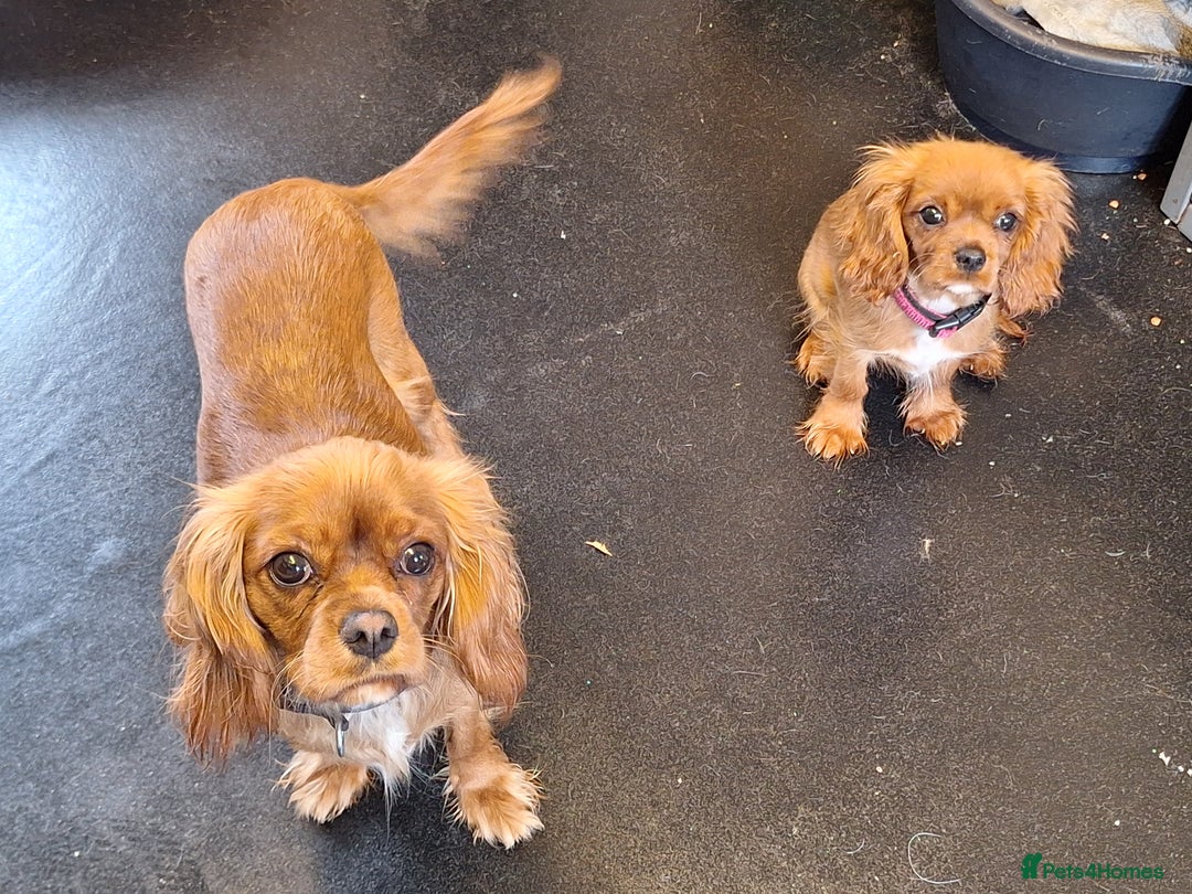 Cavalier King Charles Spaniel dogs for sale: Ruby red cavalier girl - Image 6