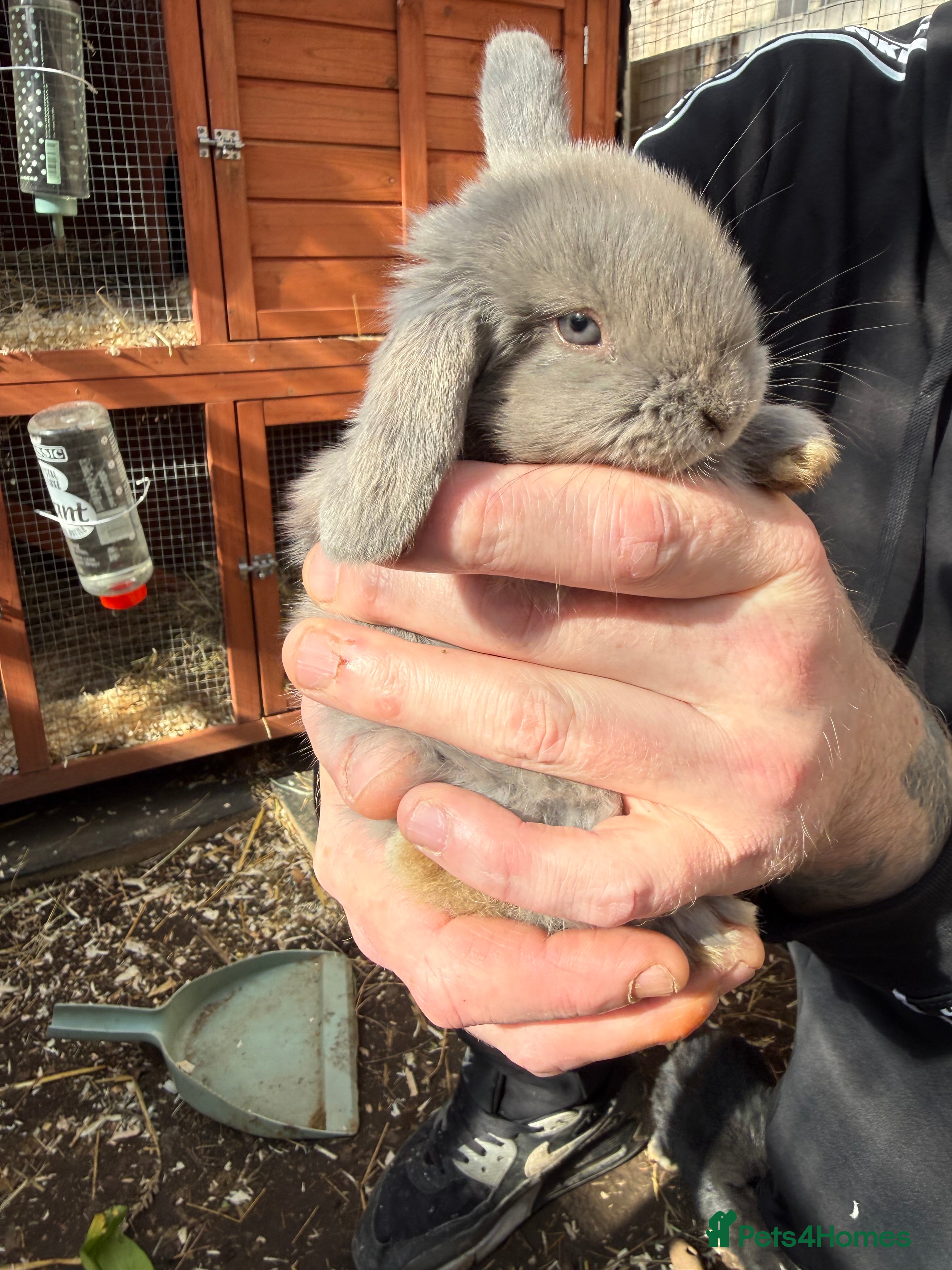 Mini Lop rabbits Mini Lop babies-one GIRL available - Advert 1