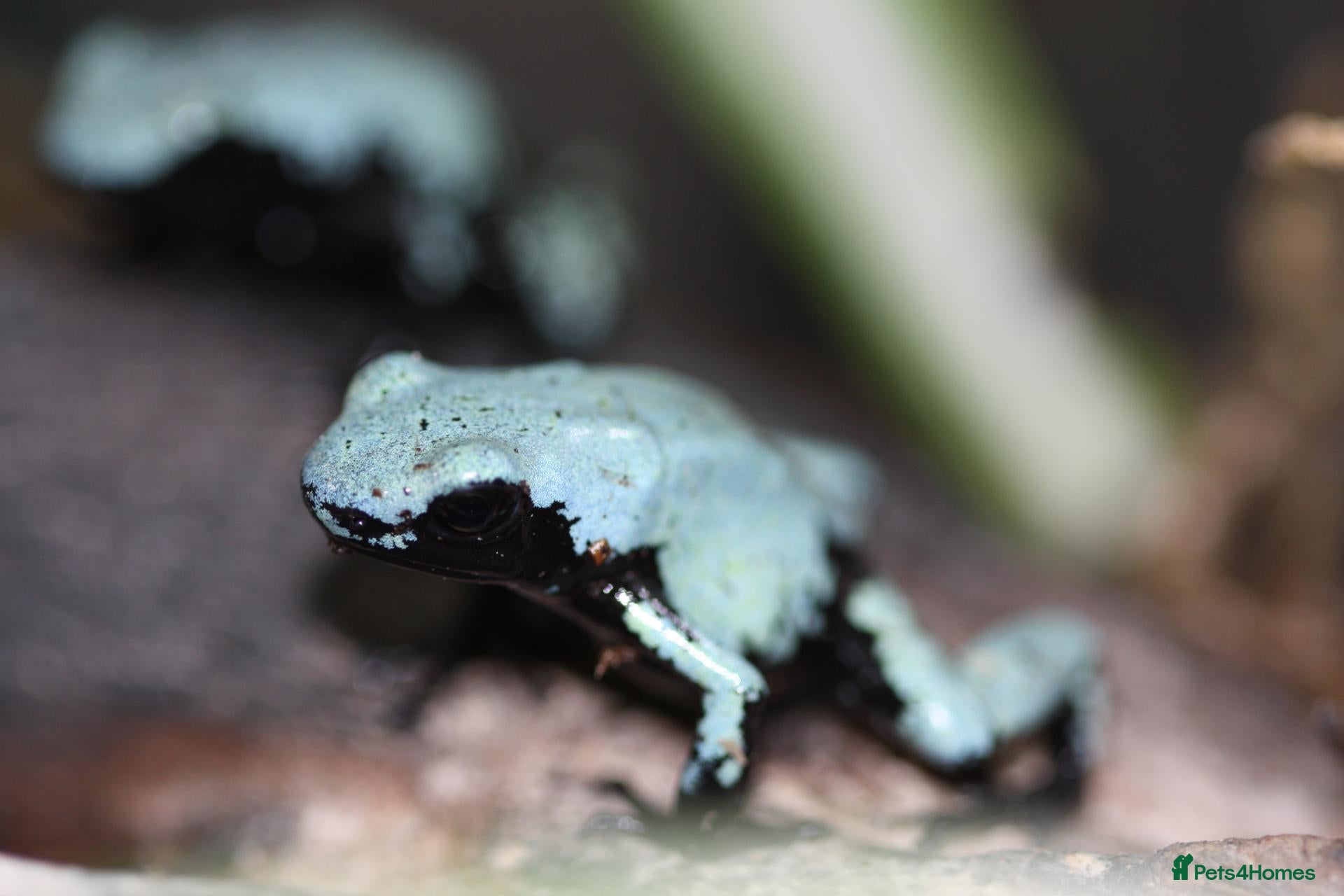 Frog reptiles Blue Splashback Dart frog babies - Advert 11