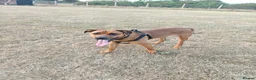 Mixed Breed dogs for sale: Kobie - doberman  ** tiff  in Bargoed - Advert 7