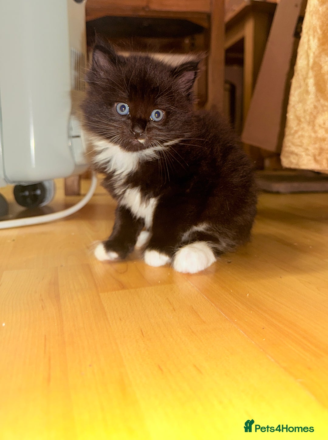 Mixed Breed cats for sale: 4 Beautiful TUXEDO Kittens Available <3 - Advert 16