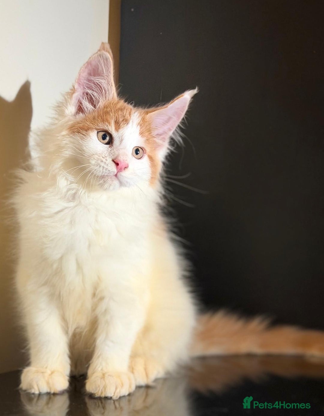 Maine Coon cats for sale: Purebred maine coon kittens - Advert 8