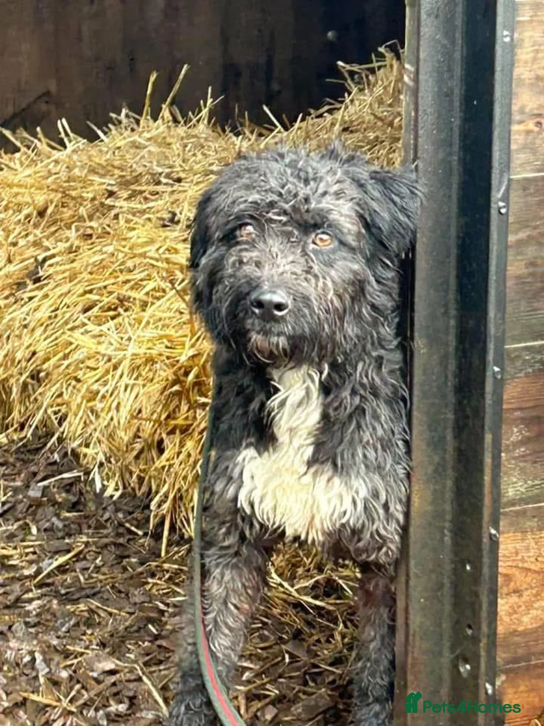 Mixed Breed dogs for adoption: Colby - Norwich Norfolk  in Norwich - Advert 1