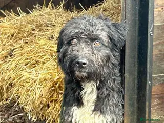 Mixed Breed dogs Colby - Norwich Norfolk in Norwich - Advert 15