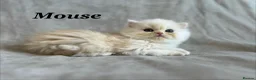 Persian cats for sale: 5 Beautiful Pure Persian Kittens - Advert 12