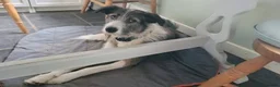 Mixed Breed dogs for adoption: Meet Fred, currently residing in Bristol  in Bristol - Advert 5