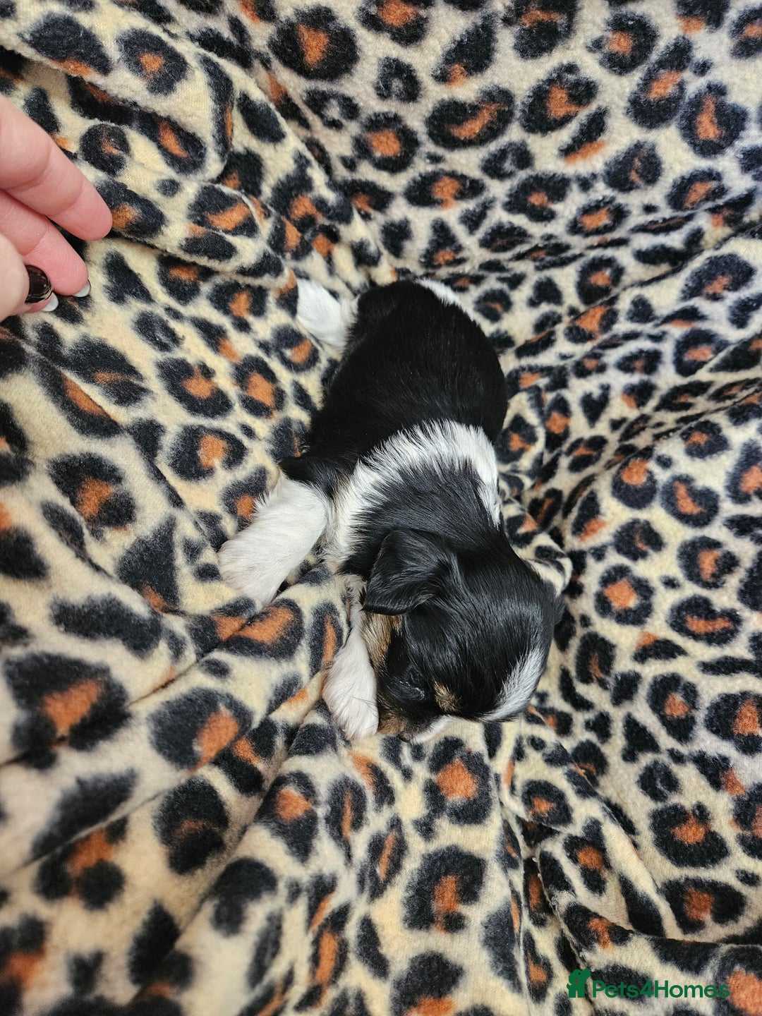 Yorkshire Terrier dogs for sale: 🤎 DNA tested parents 🤎 Yorkie puppies  - Advert 18