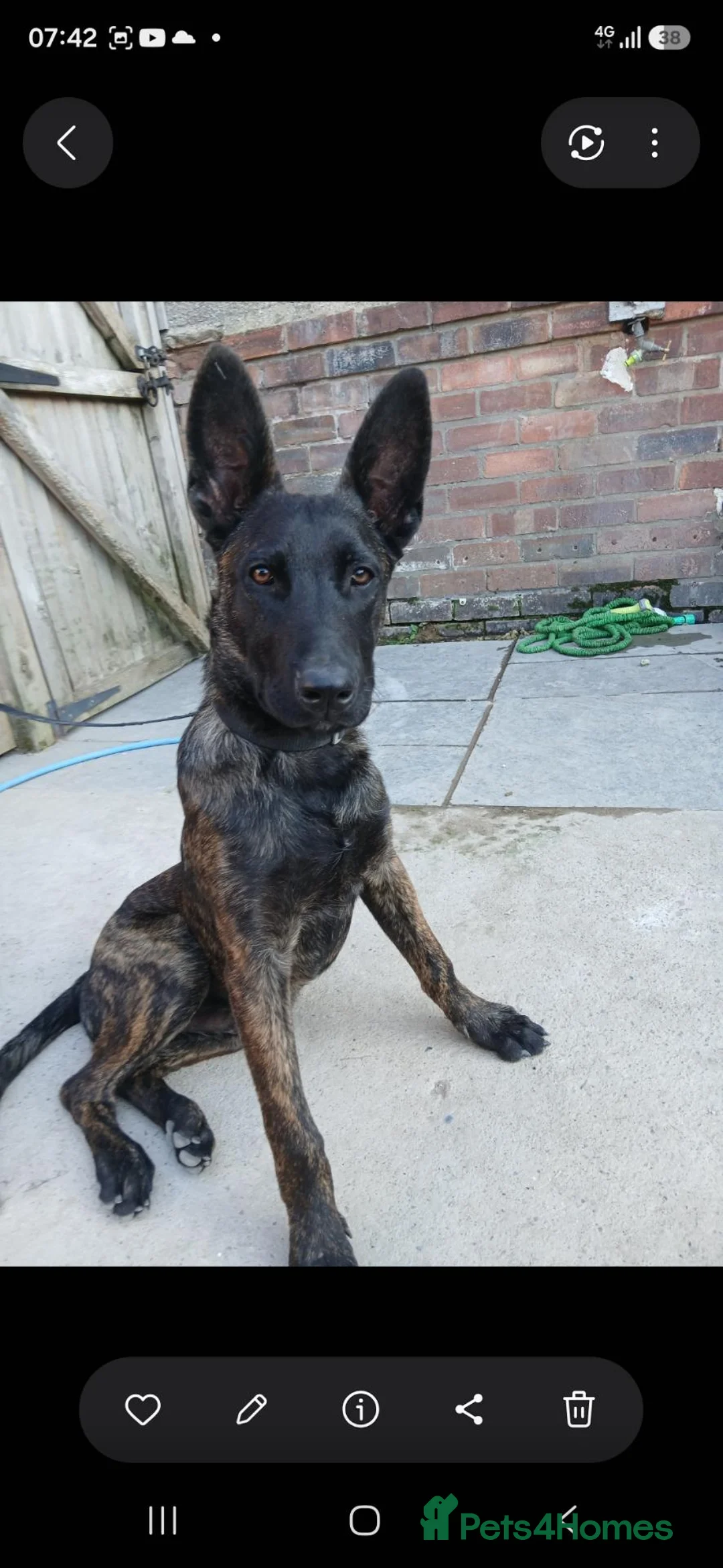 Belgian Shepherd Dog dogs for sale: Mali for sale  - Advert 3