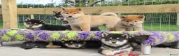 Japanese Shiba Inu dogs for sale: Outstanding original Japanese Shiba Inu puppies  - Advert 14