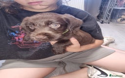 Mixed Breed dogs for sale: Labrador x cockapoo puppies - Image 7