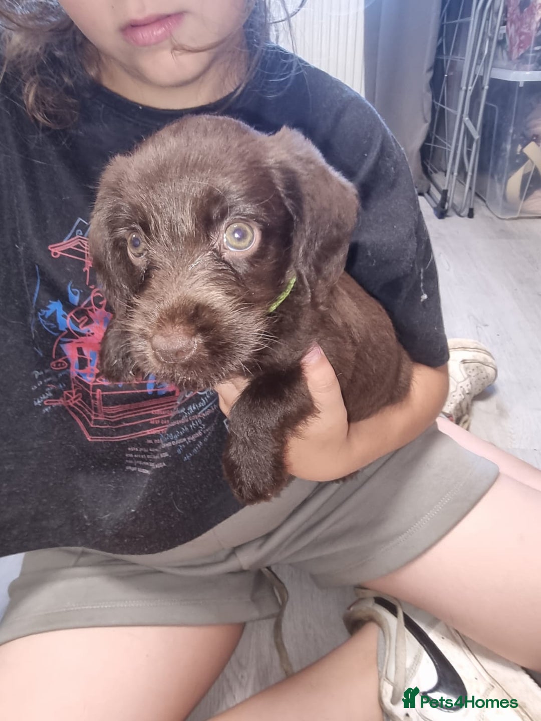 Mixed Breed dogs for sale: Labrador x cockapoo puppies - Image 7