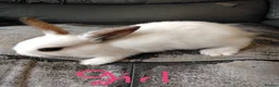 Netherland Dwarf rabbits for sale: Baby bunny's for sale in Burton-on-Trent - Advert 1