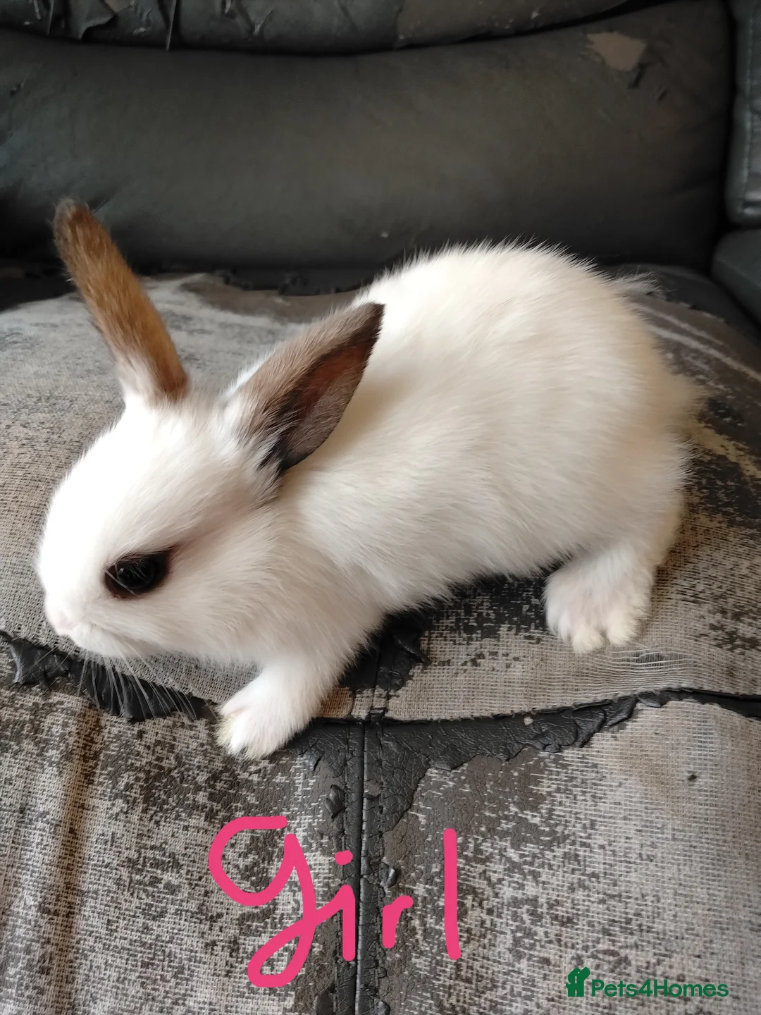 Netherland Dwarf rabbits for sale: Baby bunny's for sale in Burton-on-Trent - Advert 1