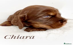 Cocker Spaniel dogs for sale: KC reg chocolate show cocker spaniel puppies  - Image 11