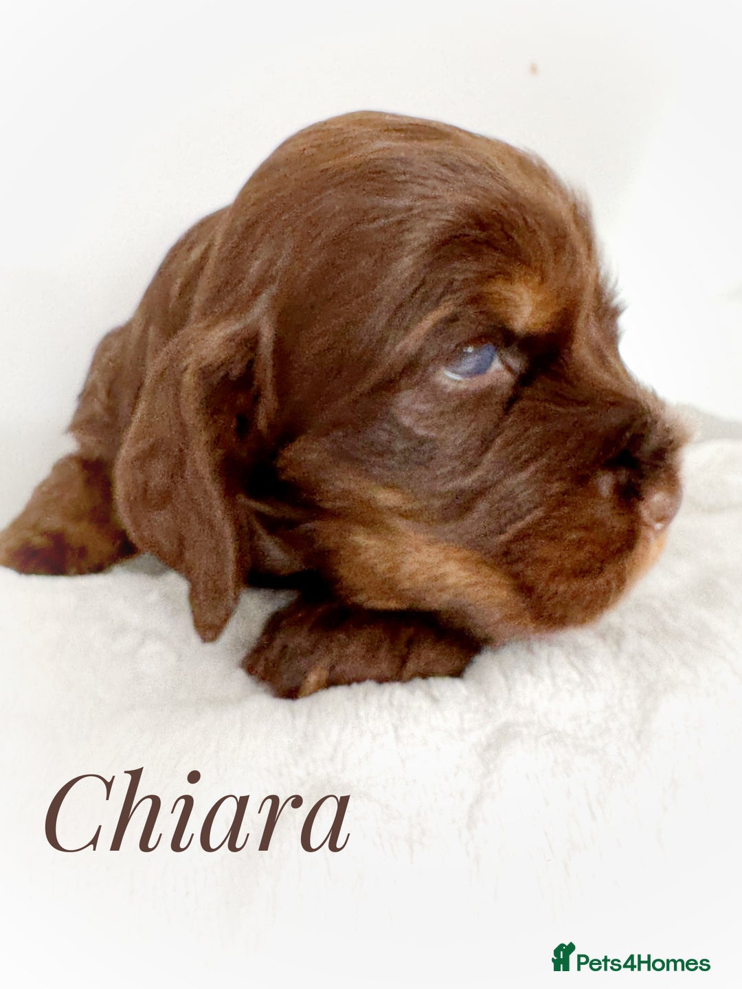Cocker Spaniel dogs for sale: KC reg chocolate show cocker spaniel puppies  - Image 11