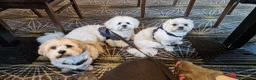 Mixed Breed dogs for sale: 4 year old, Male Shih-tzu x Bichon (Rehoming) in Stockport - Advert 2