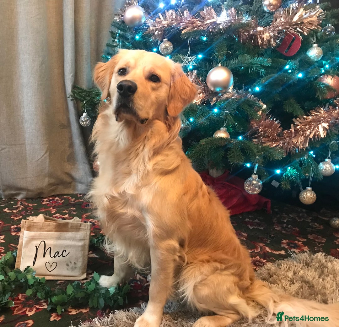 Golden Retriever dogs for stud: MAC DREAMER - Advert 5