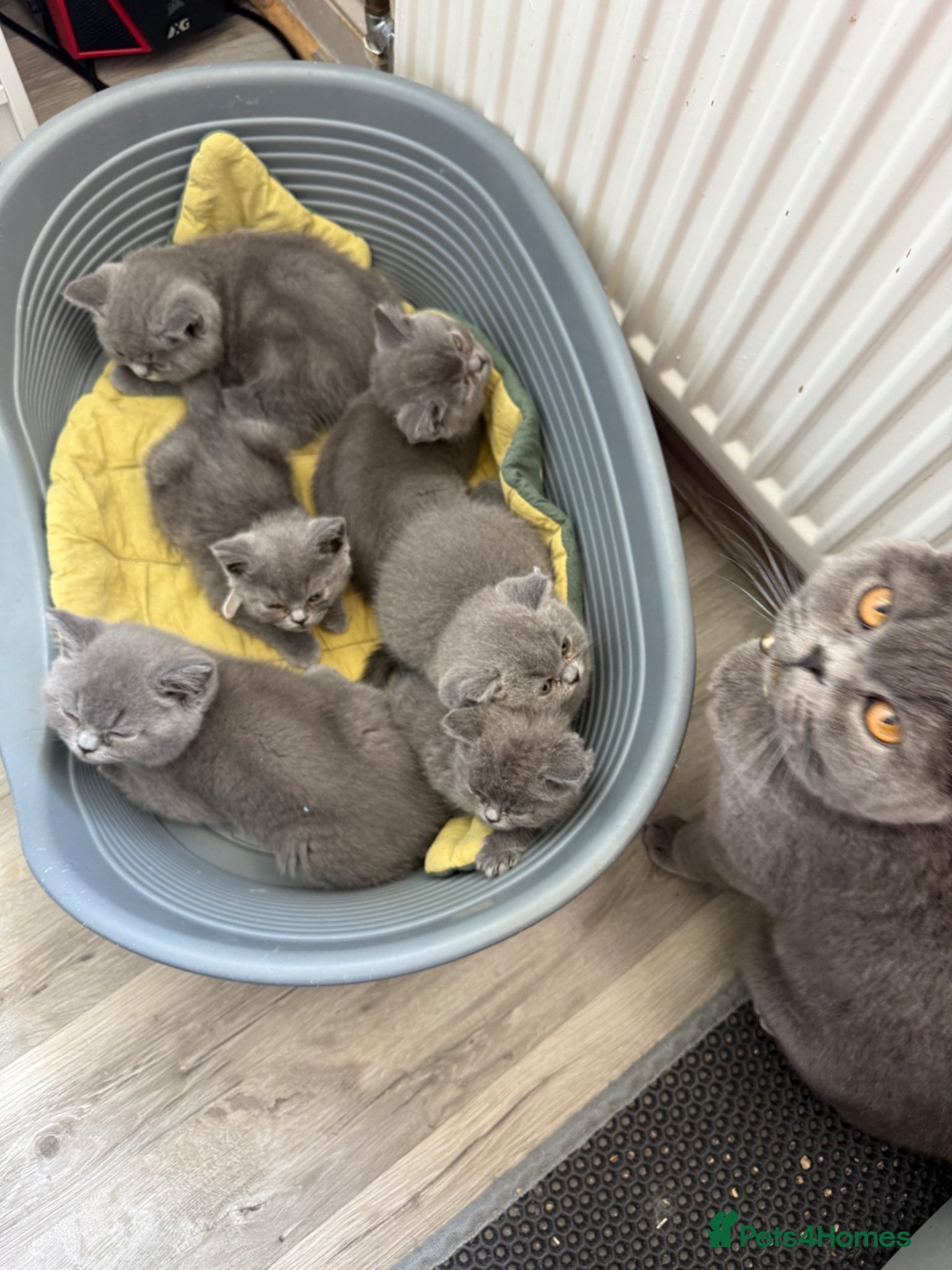 British Shorthair cats for sale: Pedigree British Shorthair Kittens ready to go! - Advert 32