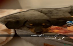 Dachshund dogs for sale: Mini dachshund puppy  - Image 1