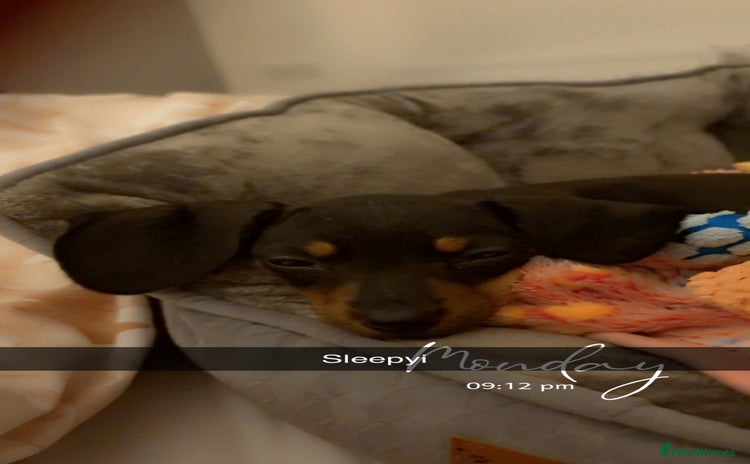 Dachshund dogs - Advert 1