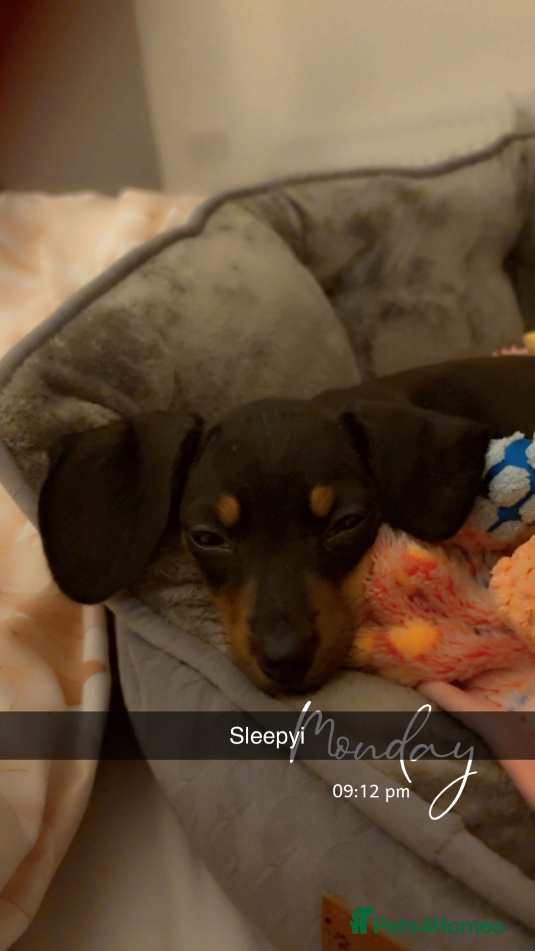 Dachshund dogs for sale: Mini dachshund puppy  - Image 1