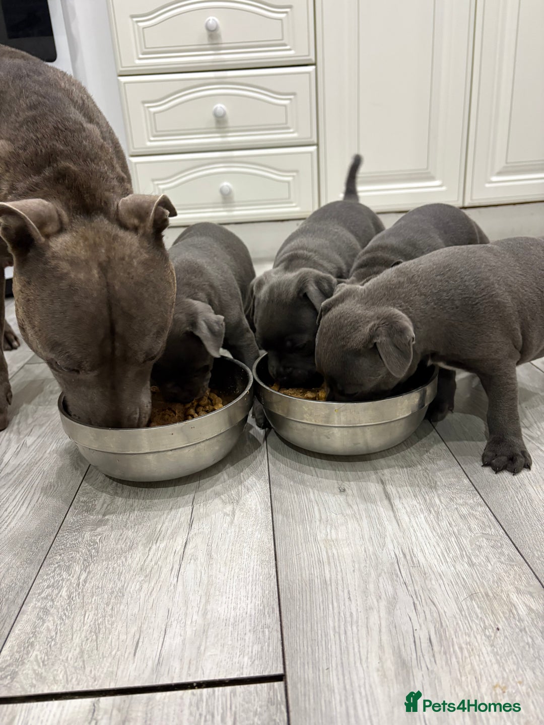 Staffordshire Bull Terrier dogs for sale: Dw Kc registered Blue Staffordshire Bull Terriers. - Advert 8