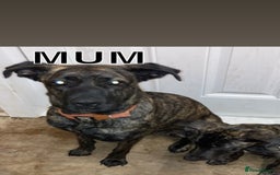 Mixed Breed dogs for sale: PressaXAmerican bull dog  - Image 2