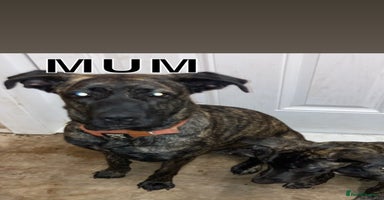 Mixed Breed dogs - Advert 3