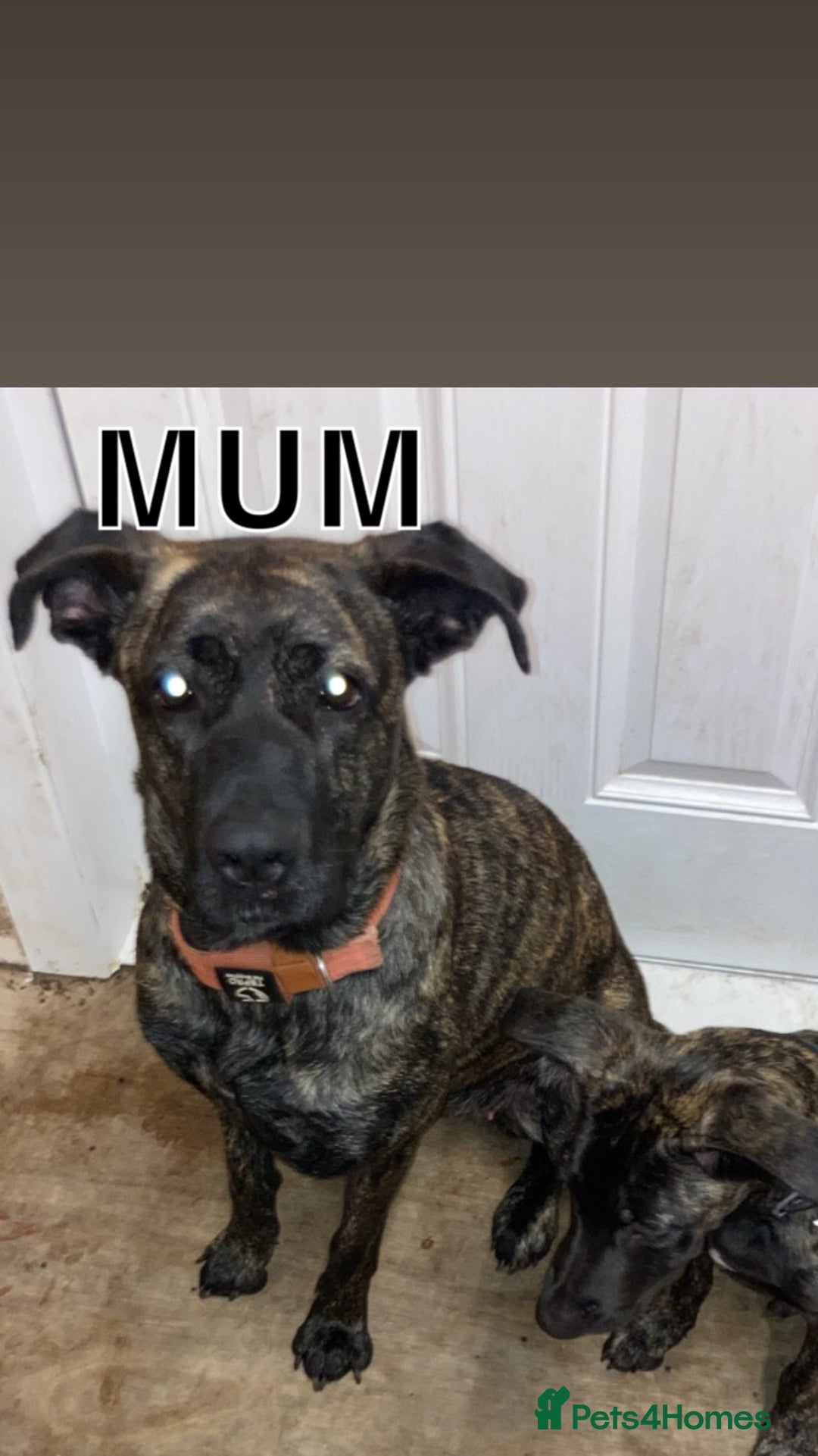 Mixed Breed dogs for sale: PressaXAmerican bull dog  - Image 2