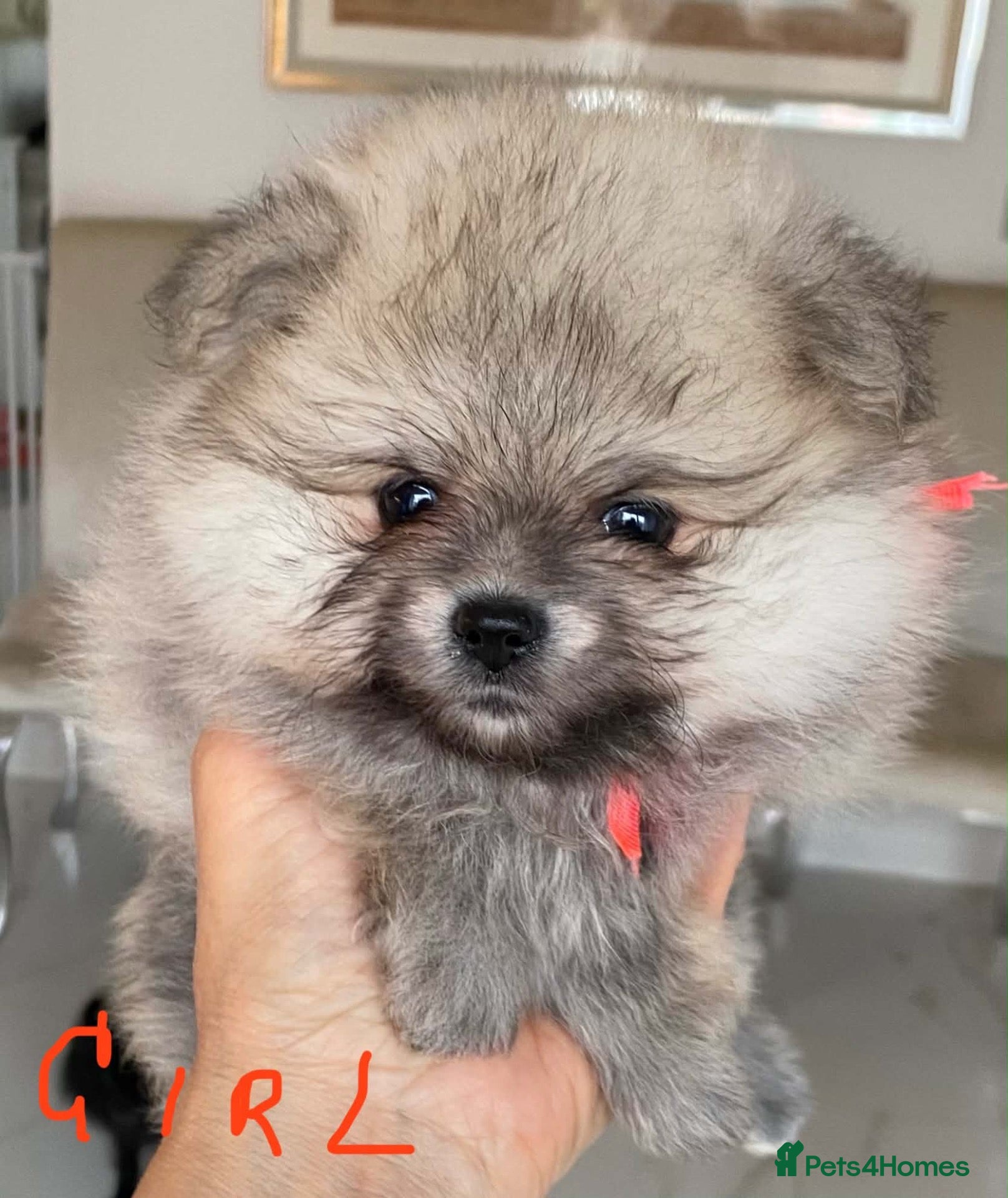 Pomeranian dogs Gorgeous Pom Puppies  - Advert 1