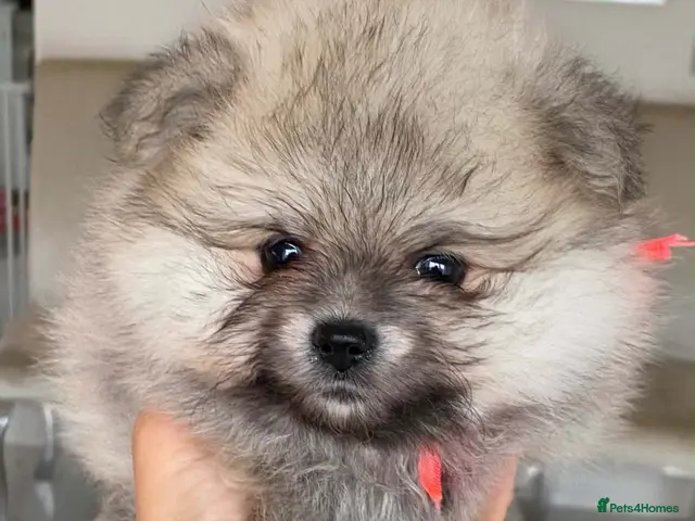 Pomeranian dogs for sale: Gorgeous Pom Puppies - Advert 4