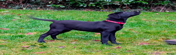Labrador Retriever dogs for sale: Gorgeous KC registered Black Labrador Puppy - Advert 3