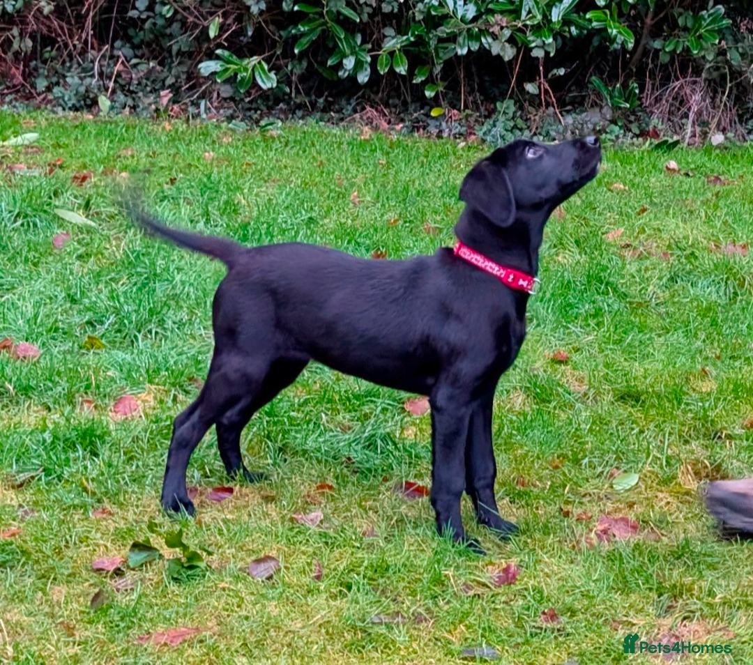 Labrador Retriever dogs for sale: Gorgeous KC registered Black Labrador Puppy - Advert 3