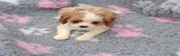 Cavalier King Charles Spaniel dogs for sale: Beautiful Cavalier pup - Advert 5